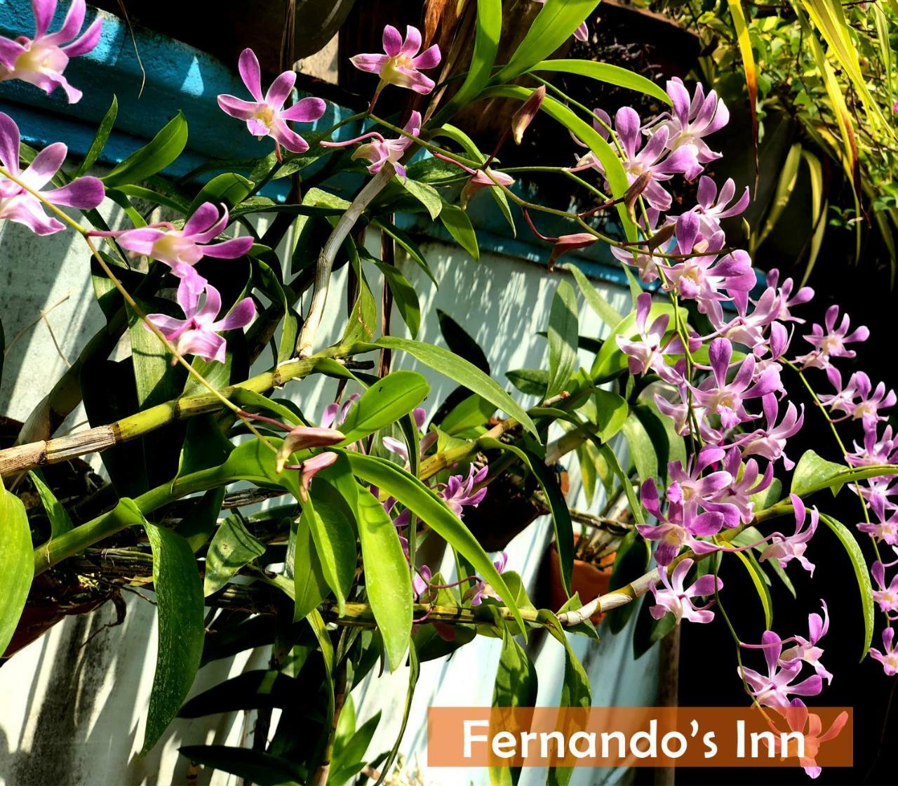 Fernando'S Inn Negombo Eksteriør billede
